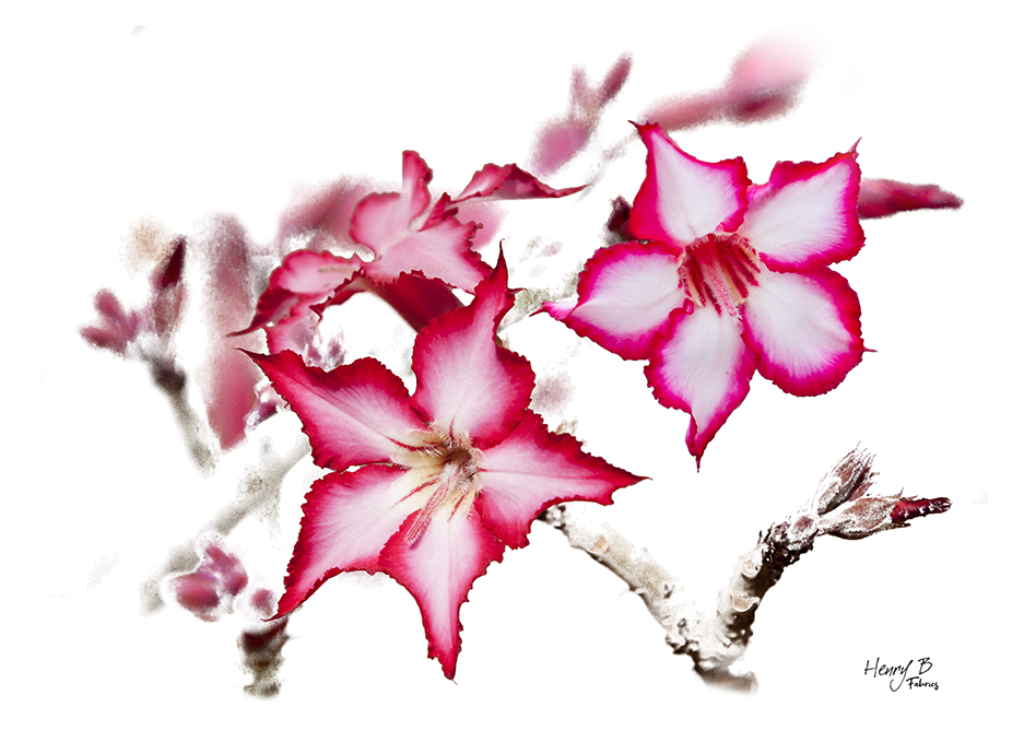 impala-lily-placemat-8